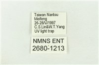 棍棒污燈蛾藏品圖，第3張