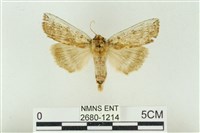 臺洒波紋蛾藏品圖，第1張