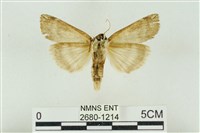 臺洒波紋蛾藏品圖，第2張