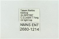 臺洒波紋蛾藏品圖，第3張