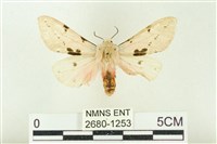 棍棒污燈蛾藏品圖，第1張