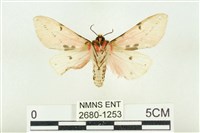 棍棒污燈蛾藏品圖，第2張