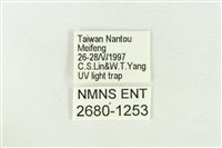 棍棒污燈蛾藏品圖，第3張