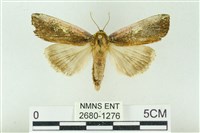 粉太波紋蛾藏品圖，第1張