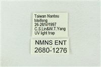 粉太波紋蛾藏品圖，第3張