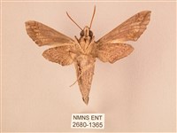 斜線天蛾藏品圖，第2張