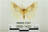 寬紋黃毒蛾藏品圖，第2張