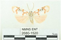 臺雪苔蛾藏品圖，第1張