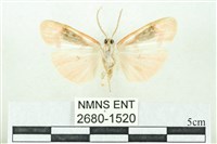 臺雪苔蛾藏品圖，第2張