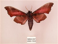 桃紅六點天蛾藏品圖，第2張