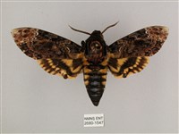 鬼臉天蛾藏品圖，第1張