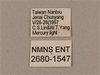 鬼臉天蛾藏品圖，第3張