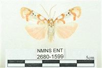 臺雪苔蛾藏品圖，第1張