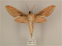 棕綠背線天蛾藏品圖，第2張