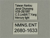 棕綠背線天蛾藏品圖，第3張