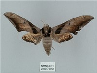 黑帶鷹翅天蛾藏品圖，第1張