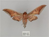 黑帶鷹翅天蛾藏品圖，第2張