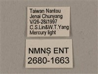 黑帶鷹翅天蛾藏品圖，第3張