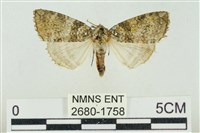 臺灣銀斑異波紋蛾藏品圖，第1張