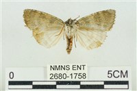 臺灣銀斑異波紋蛾藏品圖，第2張