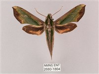 斜綠天蛾藏品圖，第1張