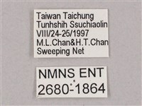 斜綠天蛾藏品圖，第3張