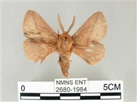 褐斜帶枯葉蛾藏品圖，第1張