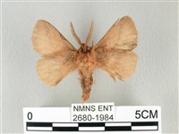 褐斜帶枯葉蛾藏品圖，第2張