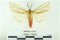 赭新污燈蛾藏品圖，第1張