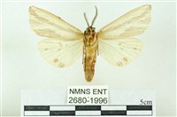 赭新污燈蛾藏品圖，第2張