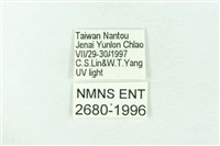 赭新污燈蛾藏品圖，第3張