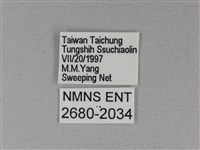 苧麻細蝶藏品圖，第3張