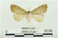 圍異波紋蛾藏品圖，第2張