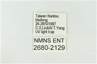 圍異波紋蛾藏品圖，第3張