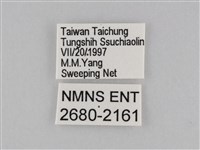 密紋波眼蝶藏品圖，第3張