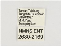 小紫斑蝶藏品圖，第3張