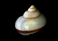 斑青山蝸牛藏品圖，第2張