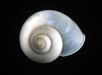 斑青山蝸牛藏品圖，第4張