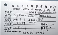 褐紅蟬蝦藏品圖，第8張