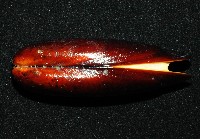 黑石蜊藏品圖，第2張