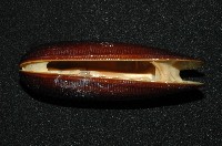 黑石蜊藏品圖，第4張