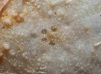 大脆心形海膽藏品圖，第2張