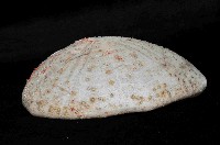 大脆心形海膽藏品圖，第3張