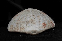 大脆心形海膽藏品圖，第4張