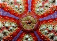 浪腔海膽(波紋腔海膽)藏品圖，第3張