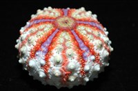 浪腔海膽(波紋腔海膽)藏品圖，第4張