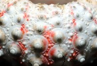 浪腔海膽(波紋腔海膽)藏品圖，第11張