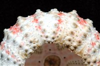 浪腔海膽(波紋腔海膽)藏品圖，第13張
