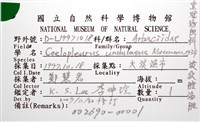 浪腔海膽(波紋腔海膽)藏品圖，第14張