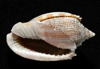 布紋鬘螺藏品圖，第4張